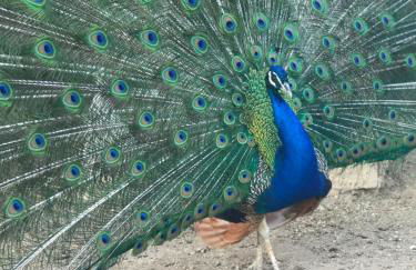 Agriturismo Su Barraccu - Foto 41