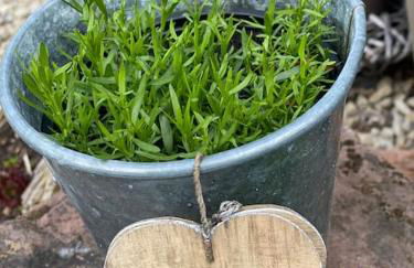 FERIENWOHNUNG ALL YOU NIED mit NIEDBLICK und TERRASSE - Foto 46