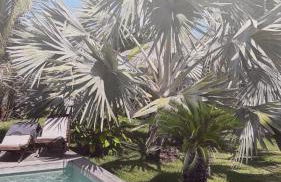 Tiki Pool's Bungalows - Foto 42