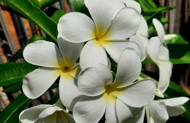 Côco Verde - Pousada Icaraí Kite Village - Foto 14