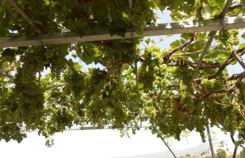 Casitas Las Uvas y las Viñas - Foto 57