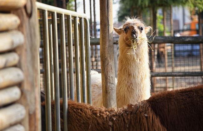 Agriturismo Corte Benetti - Foto 57