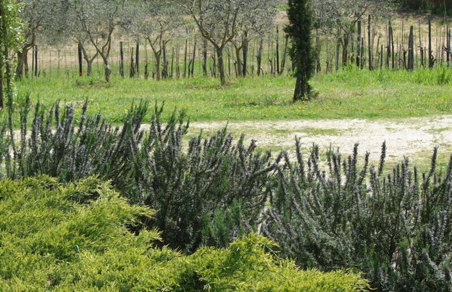 Agriturismo Terrasabina - Photo 51