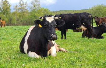 Domek Mazury - Jezioro Orzysz - Foto 43