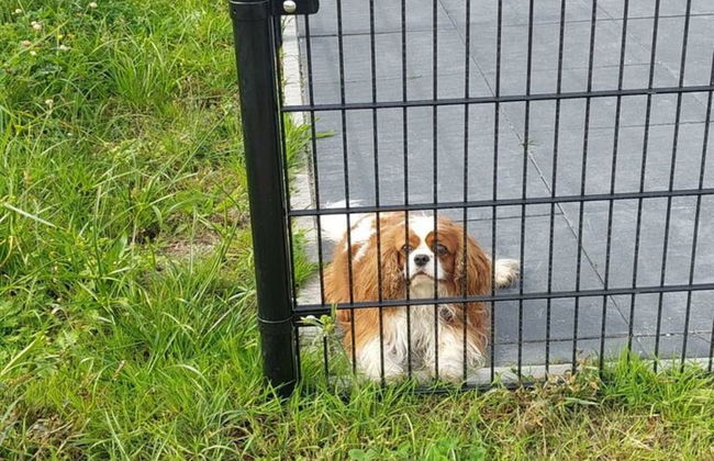 Holiday Home in Molenschot Near Nature Reserves - Foto 29