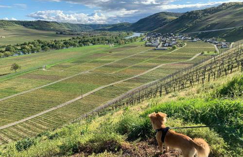 FeWo Koch48 - Foto 16