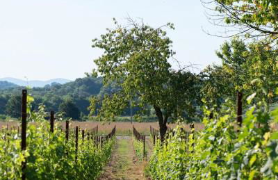 Tenuta Della Casa Wine & Rooms - La Pausa del Collio - Photo 15