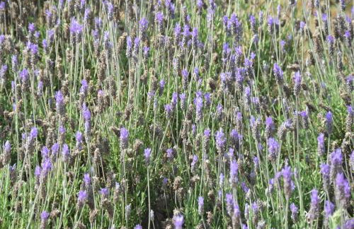 Attractive Portuguese Farm With Modern Decoration - Foto 55