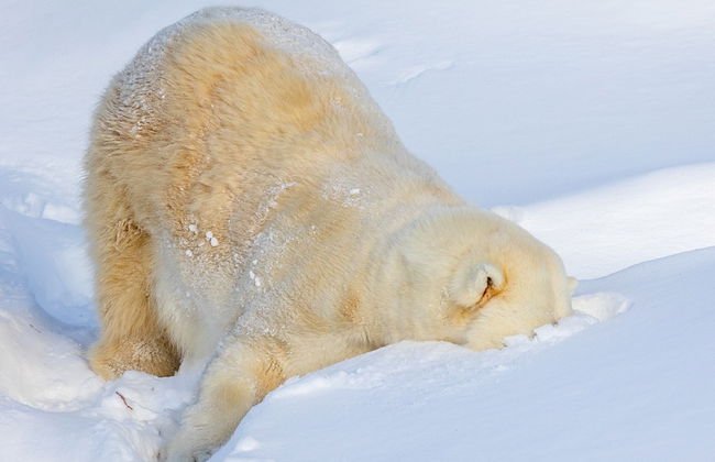 Ranua Resort Arctic Igloos - Foto 25