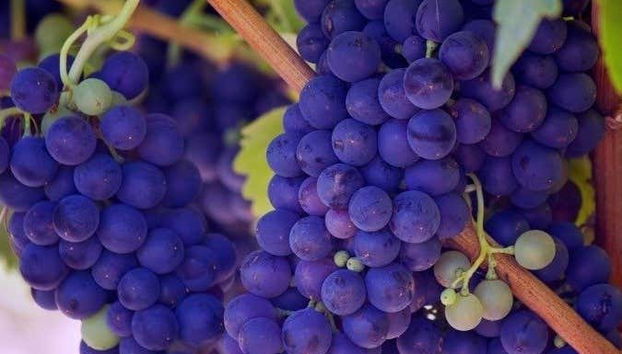 Excursión a Baalbek + Visita a las bodegas de Zahle - Foto 2, Descubriendo el vino de El Líbano