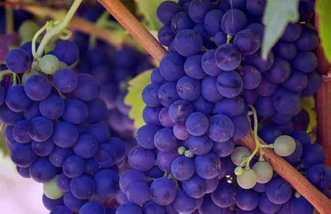 Excursión a Baalbek + Visita a las bodegas de Zahle - Foto 2