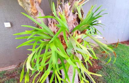 Linda Casa Bairro tranquilo prox Cataratas - Foto 44