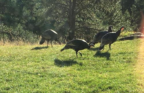 Priceless Black Hills View - Foto 43