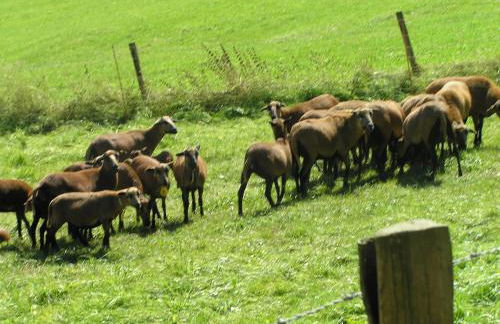 Eifelferienkurth - Photo 61