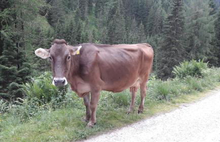 Marmot Apartment - Photo 28