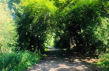 The Orchard Apartment, Clyde Valley - Foto 67