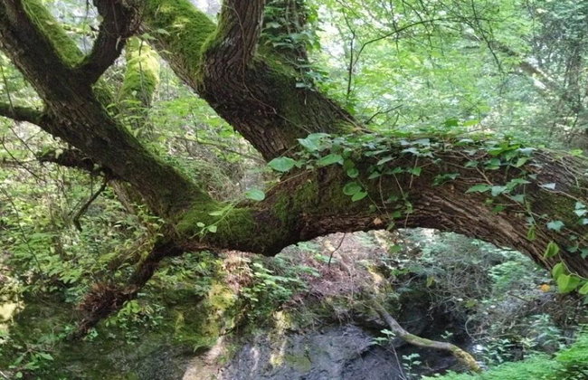 Escursione al Monte Olimpo: Cascate di Agia Kori e Palaios Panteleimonas - Foto 7