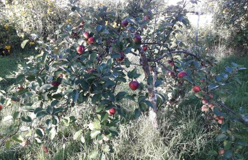 Dom na Warmii -Siedlisko Jabłonka - Foto 40