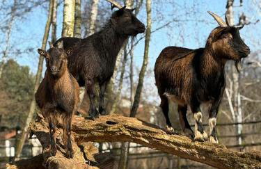 Agroturystyka Traperska Osada - Foto 39