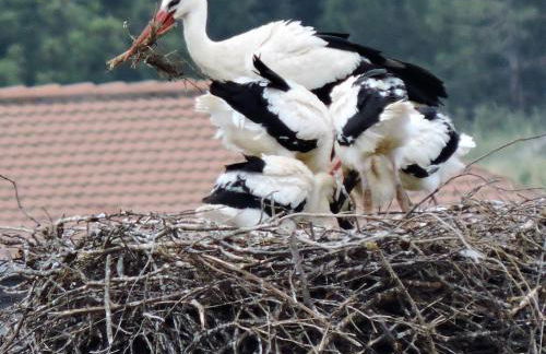 La Covatilla III - Foto 75