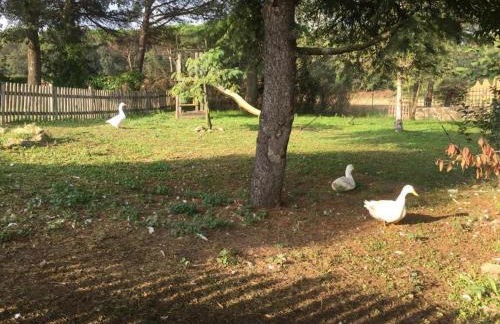 Más Figueres - Foto 48