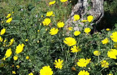 Mani Hill House - Foto 37