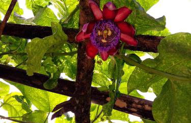 Casa Natureza - Foto 1