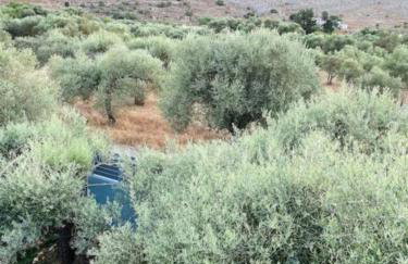 Olives Villa - Photo 17