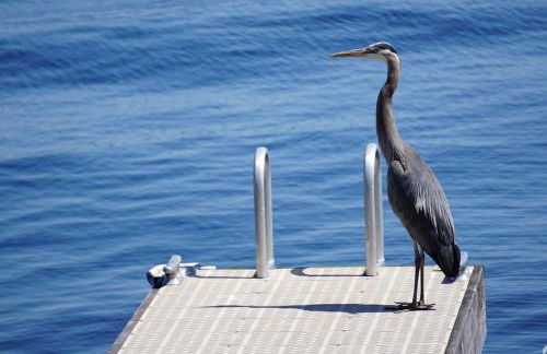 Lakefront Retreat on Lake Washington with Hot Tub Private Dock and Views - Foto 13