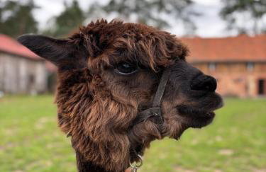 Farma Puchałowo - Foto 20