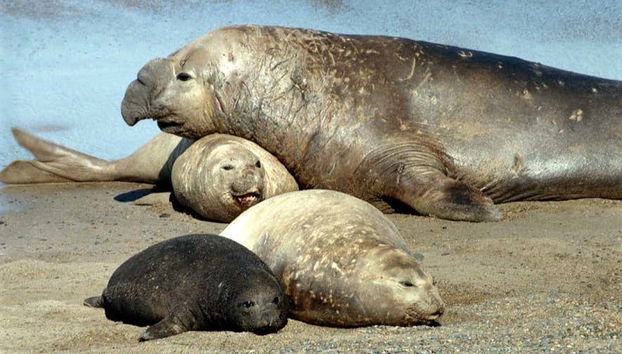 Punta Tombo Trip + Dolphin Spotting - Photo 3