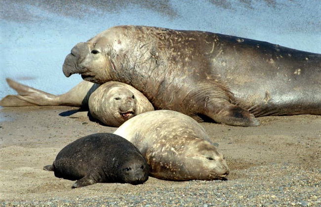 Punta Tombo Trip + Dolphin Spotting - Photo 3