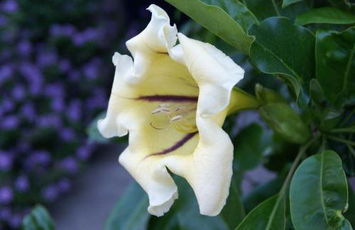 Agriturismo La Dolce Vita Lipari - Foto 41