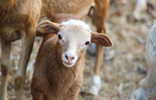 Cabañas Palma Real - Foto 12