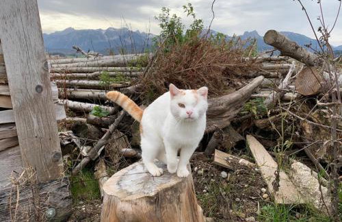 Panoramahof Ferienwohnung - Foto 28