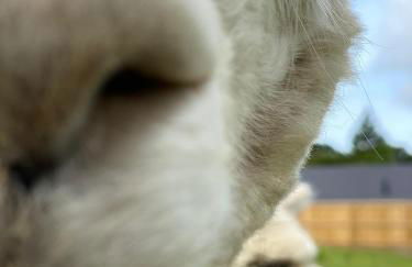 Willow Cottage - Foto 18