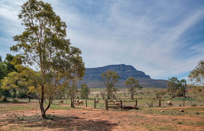 Rawnsley Park Station - Foto 40