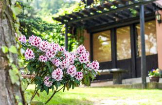 Agroturystyka Wzgórze Magnolii - Foto 19