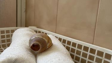 Sand Guest House Torreira - Foto 4