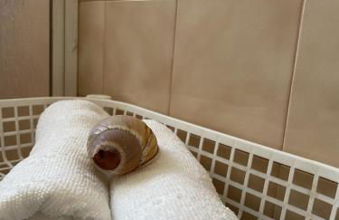 Sand Guest House Torreira - Foto 4