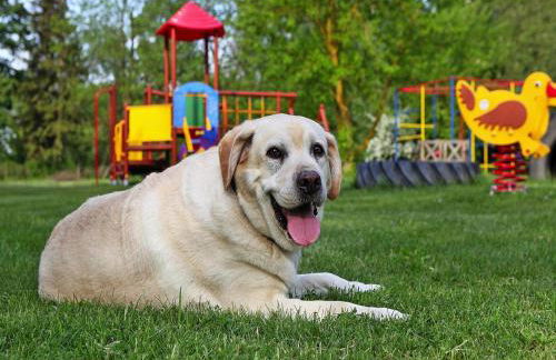 Ferienhaeuser am Kummerower See in Verchen - Foto 31