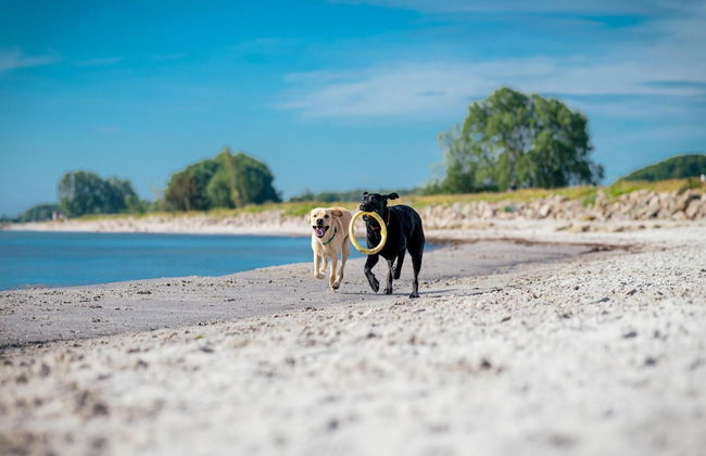 Terraced House in Damp Near Baltic Sea Beach - Foto 29
