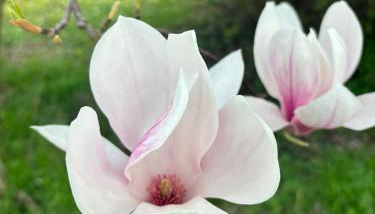 Portego mio - Foto 4, Garden