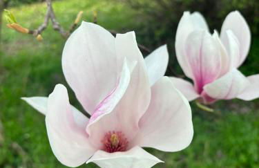 Portego mio - Foto 4