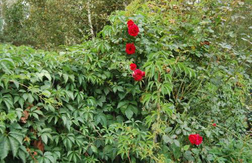 Letnia Oaza "Akacja" - Foto 36