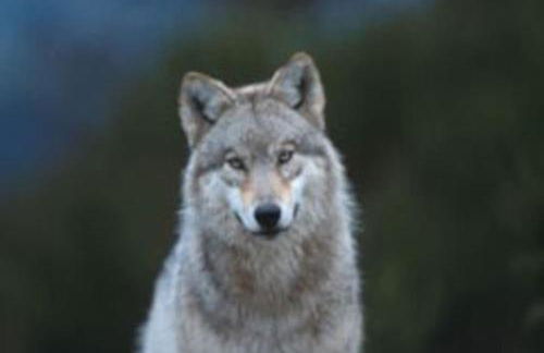 Lozère St Alban Aubrac Margeride gîte 4 étoiles 8 personnes au calme près nature - Foto 31