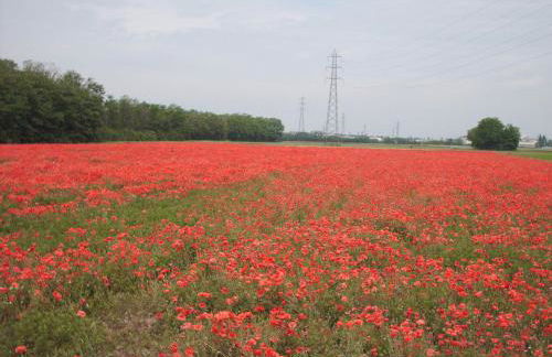 Residenza Sant'Anna - Foto 15