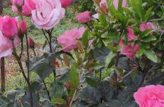 Garden house - Photo 45