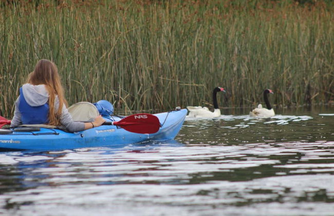 Kayaing Tour in The Valdivia River - Photo 6