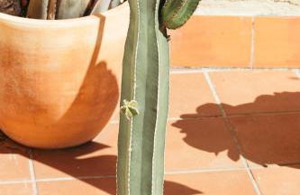 Casa Felipa Plaza España - Foto 14